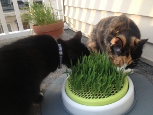 When The Cat Grass Is Greener