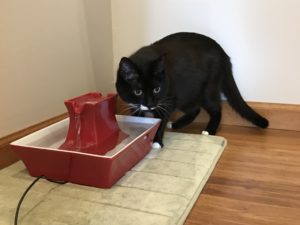 Tinkerbell & Water Fountains For Cats