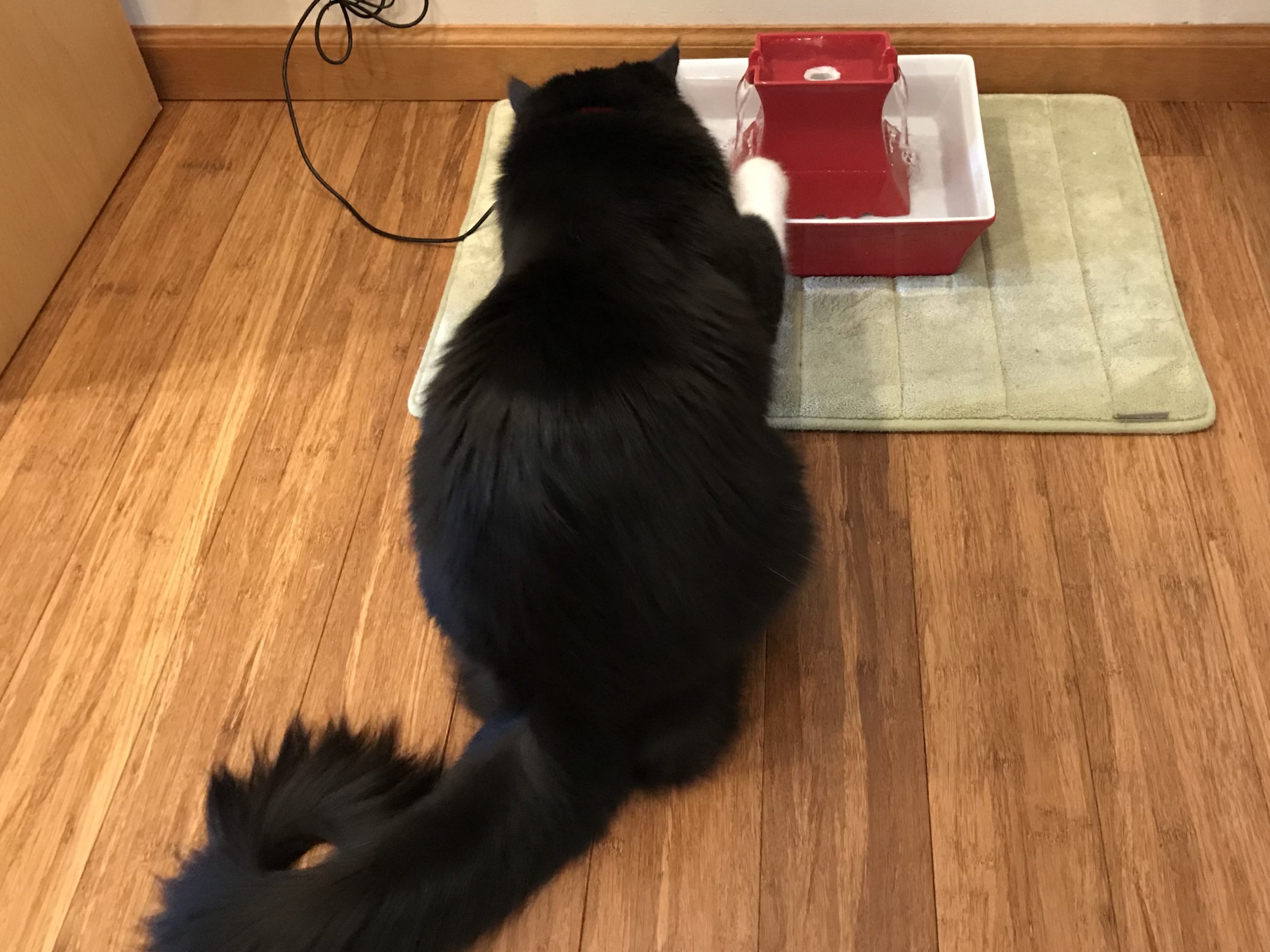 Gherkin & Water Fountains For Cats