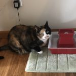 Tdibit & Water Fountains For Cats