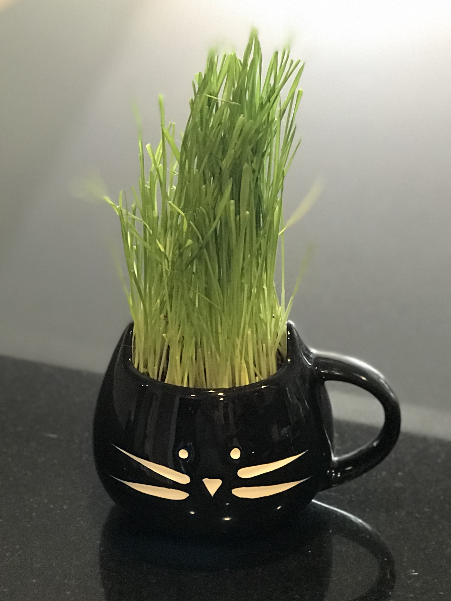 The Cat Ladies Organic Cat Grass Kit