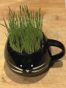 The Cat Ladies Organic Cat Grass Kit