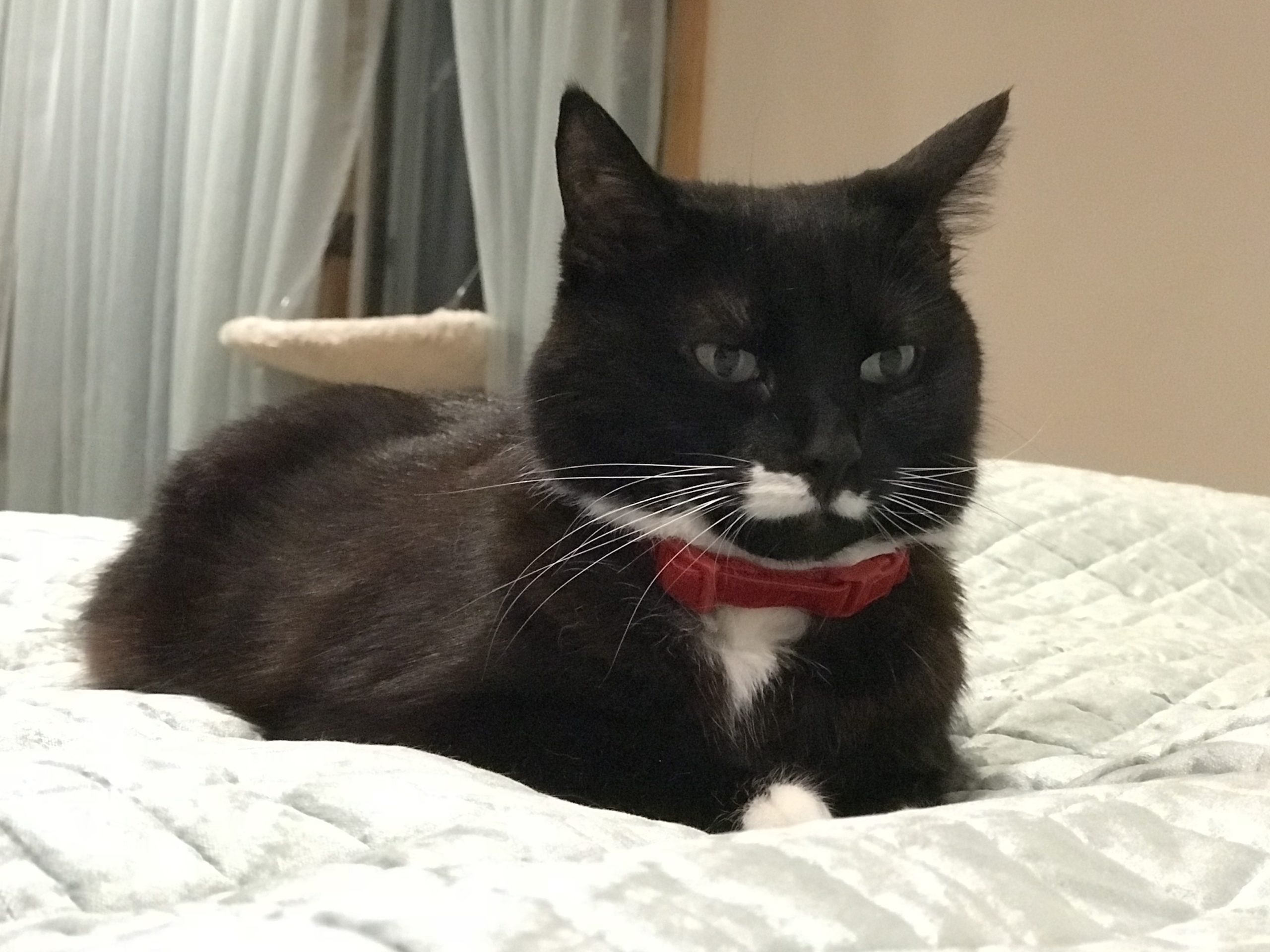 Tinkerbell cat collar hotsell