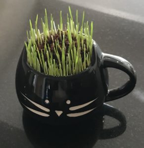 The Cat Ladies Organic Cat Grass Kit