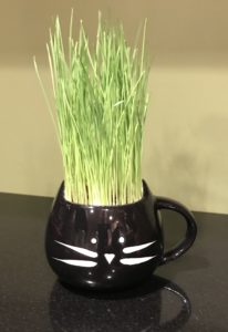 The Cat Ladies Organic Cat Grass Kit