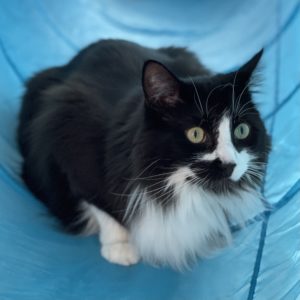 breakaway kitten collars Gherkin breakaway kitten collars